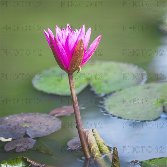 Pink Blossom