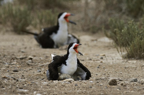 Black Skimmer