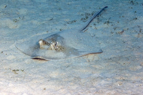 Blue spotted stingray