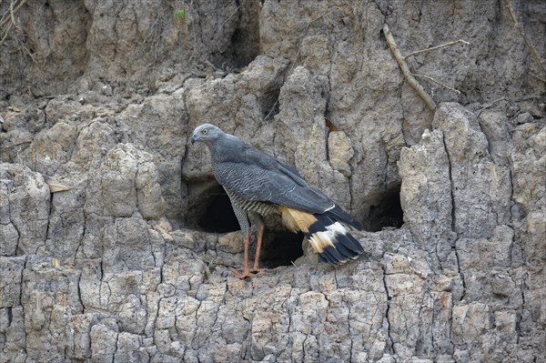 Gray Crane-Hawk