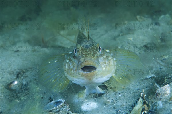 Round goby