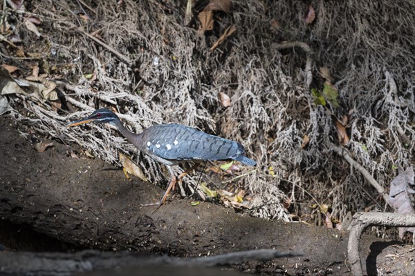 Sunbittern