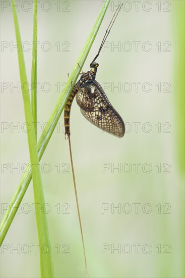 Mayfly