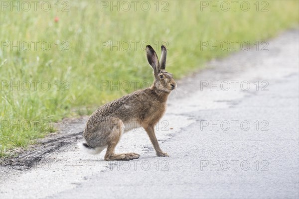 European hare