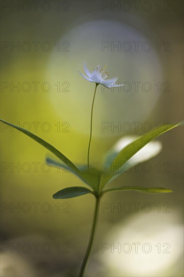 Arctic starflower