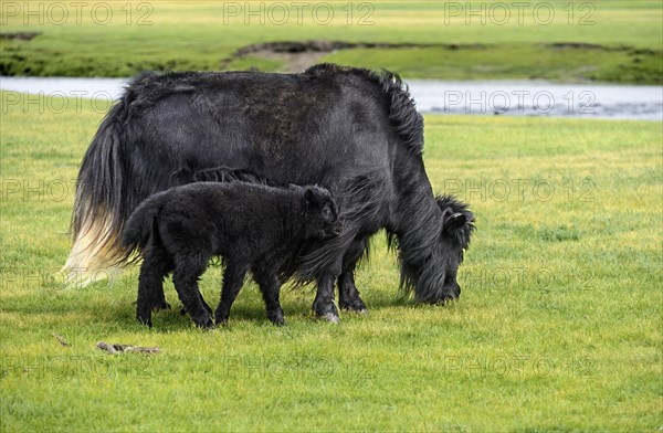 Black Yak