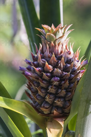 Ripening pineapple