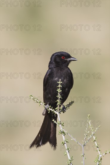 Fork-Tailed Drongo