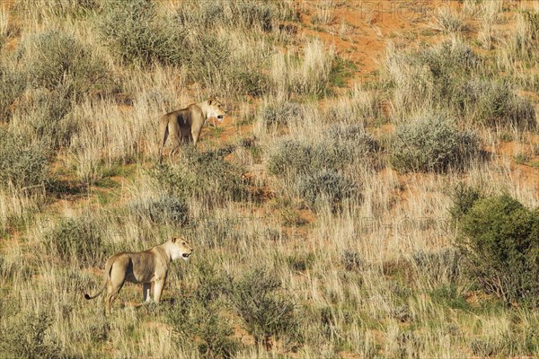 Lionesses