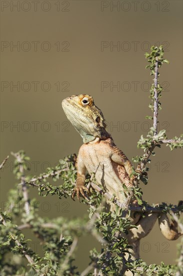 Ground Agama