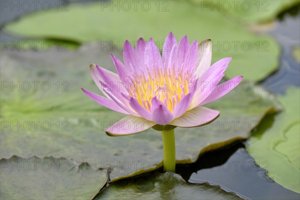 Water lily