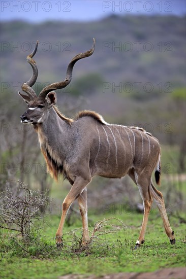 Zambezi greater kudu