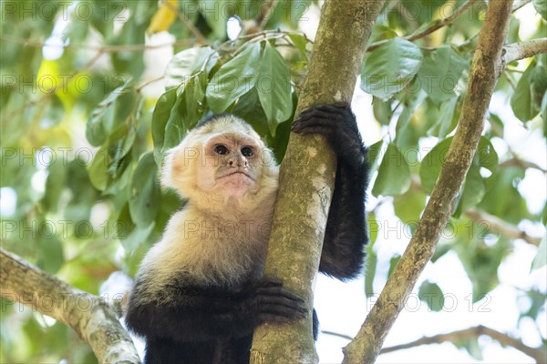 White-headed Capuchin