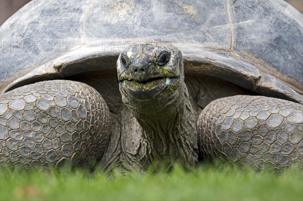 Aldabra Giant Tortoise