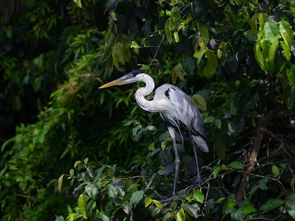 Cocoi herons