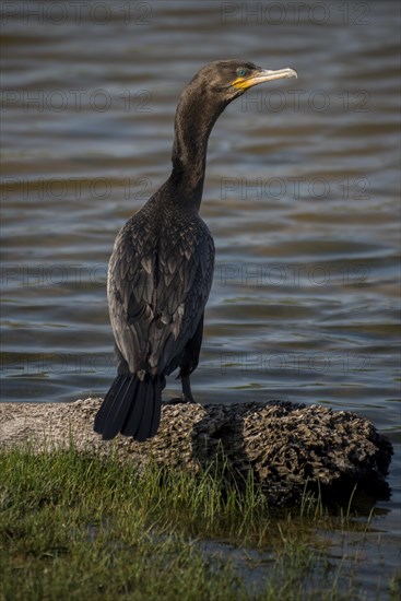 Olivaceous cormorant