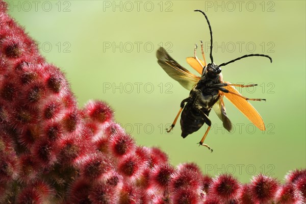 Red longhorn beetle