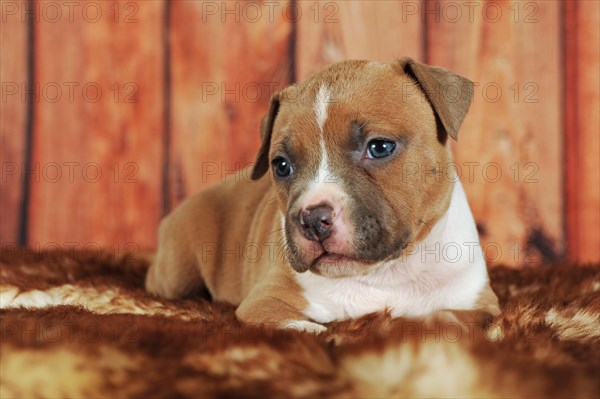 American Staffordshire Terrier