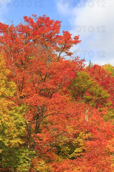 Autumn colors