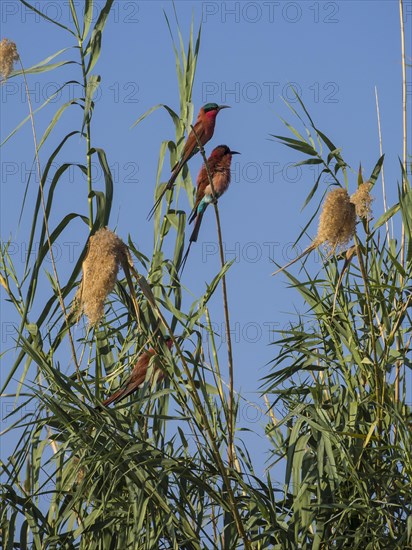 Southern carmine bee-eaters