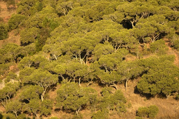 Tapia tree forest