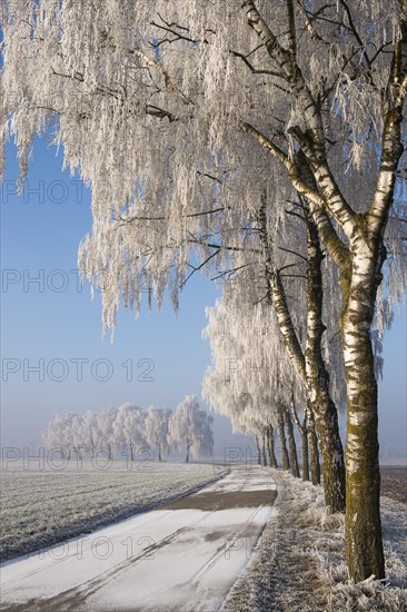 Winter landscape