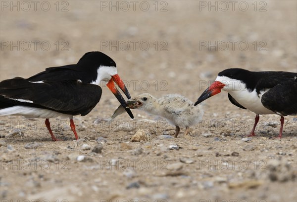 Black Skimmer