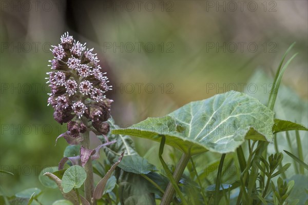 Inflorescence