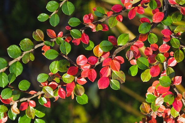 Autumnal colored leaves