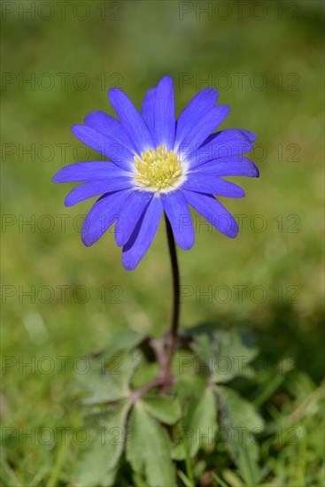 Grecian windflower