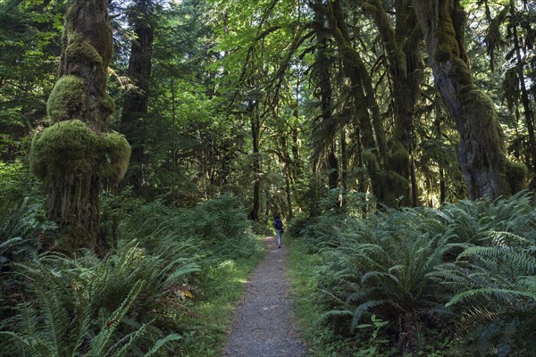 Vegetation with ferns on Kestner Homestead Trail