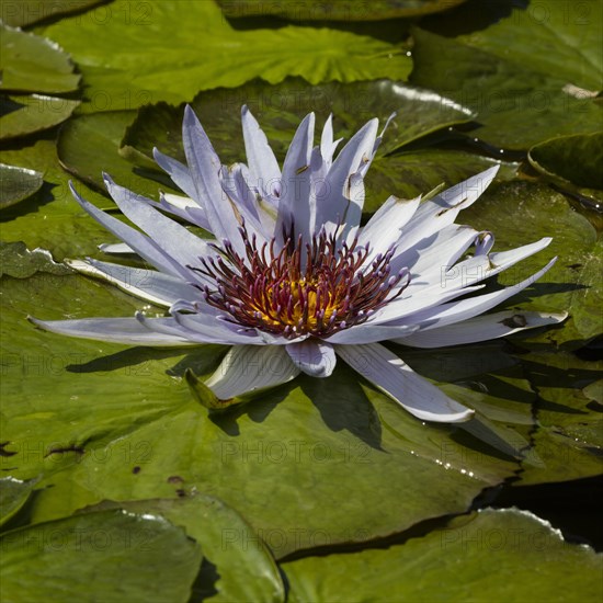 Cape blue water lily