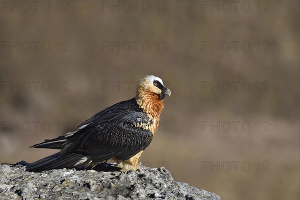 Bearded vulture