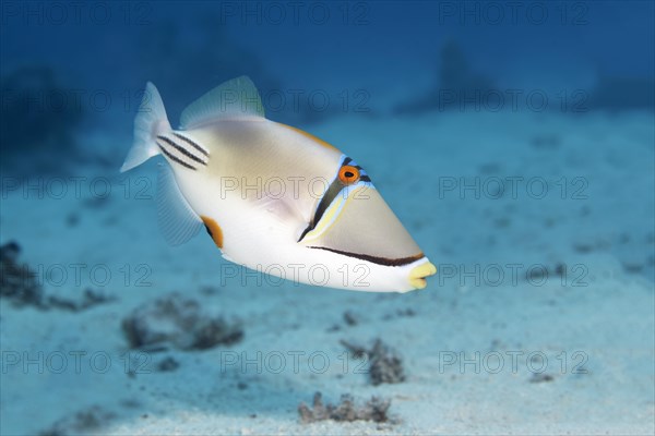 Arabian Picasso triggerfish