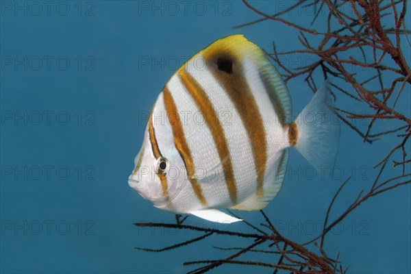 Sixspine butterflyfish