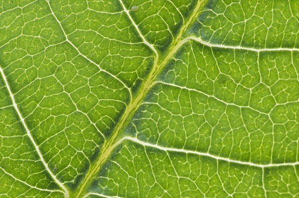 Net-like leaf veining