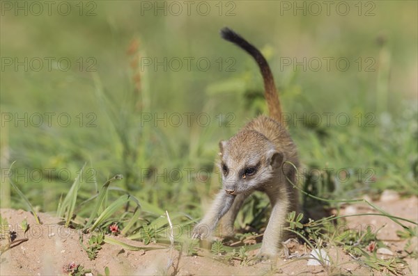 Suricate