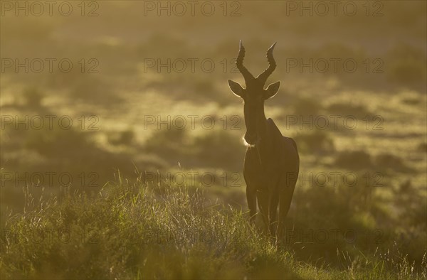 Red hartebeest