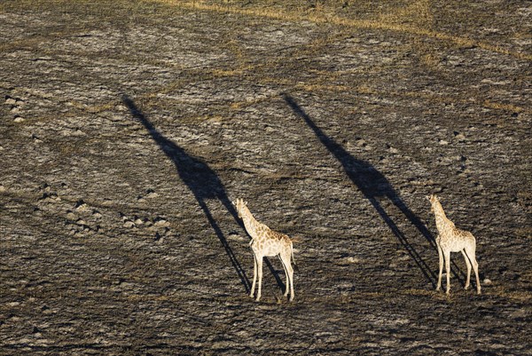Southern Giraffe