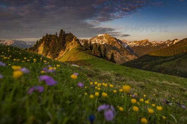 Sunrise behind meadow with Globeflowers