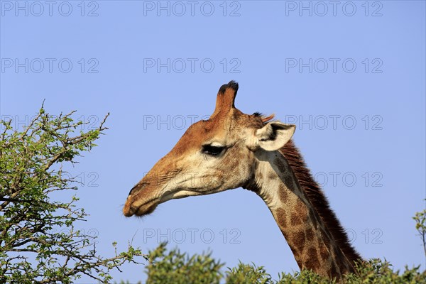 Cape Giraffe