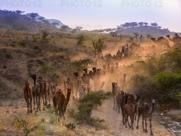 Dromedaries on the way to Pushkar Mela at sunset