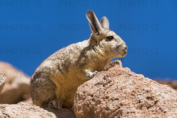 Southern Viscacha