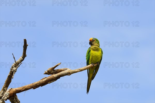 Peach-fronted conure