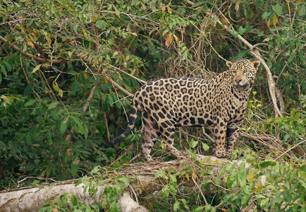 Jaguar