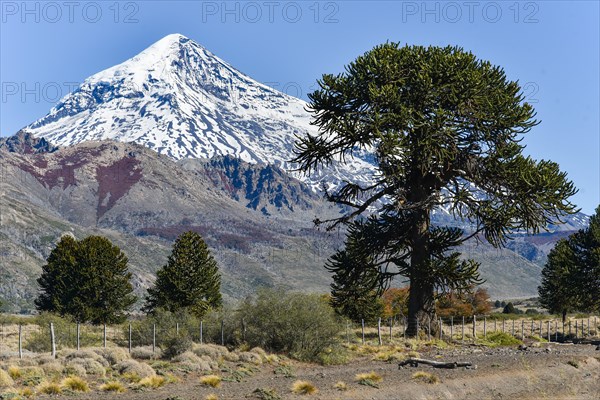 Snow-covered volcano Lanin and monkey puzzle tree