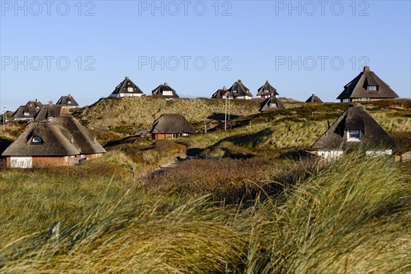 Typical Frisian houses with thatched roofs in the dunes of Hornum