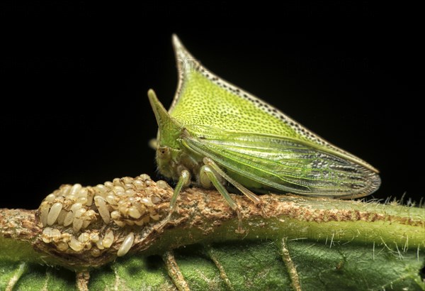 Treehopper