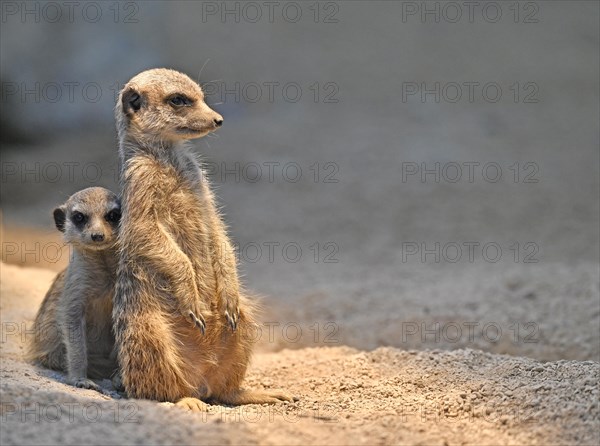 Meerkats or suricates