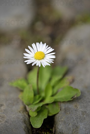 Daisies